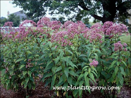 A two year old patch of plants. Over the years this original three has self seeded all over this garden area.